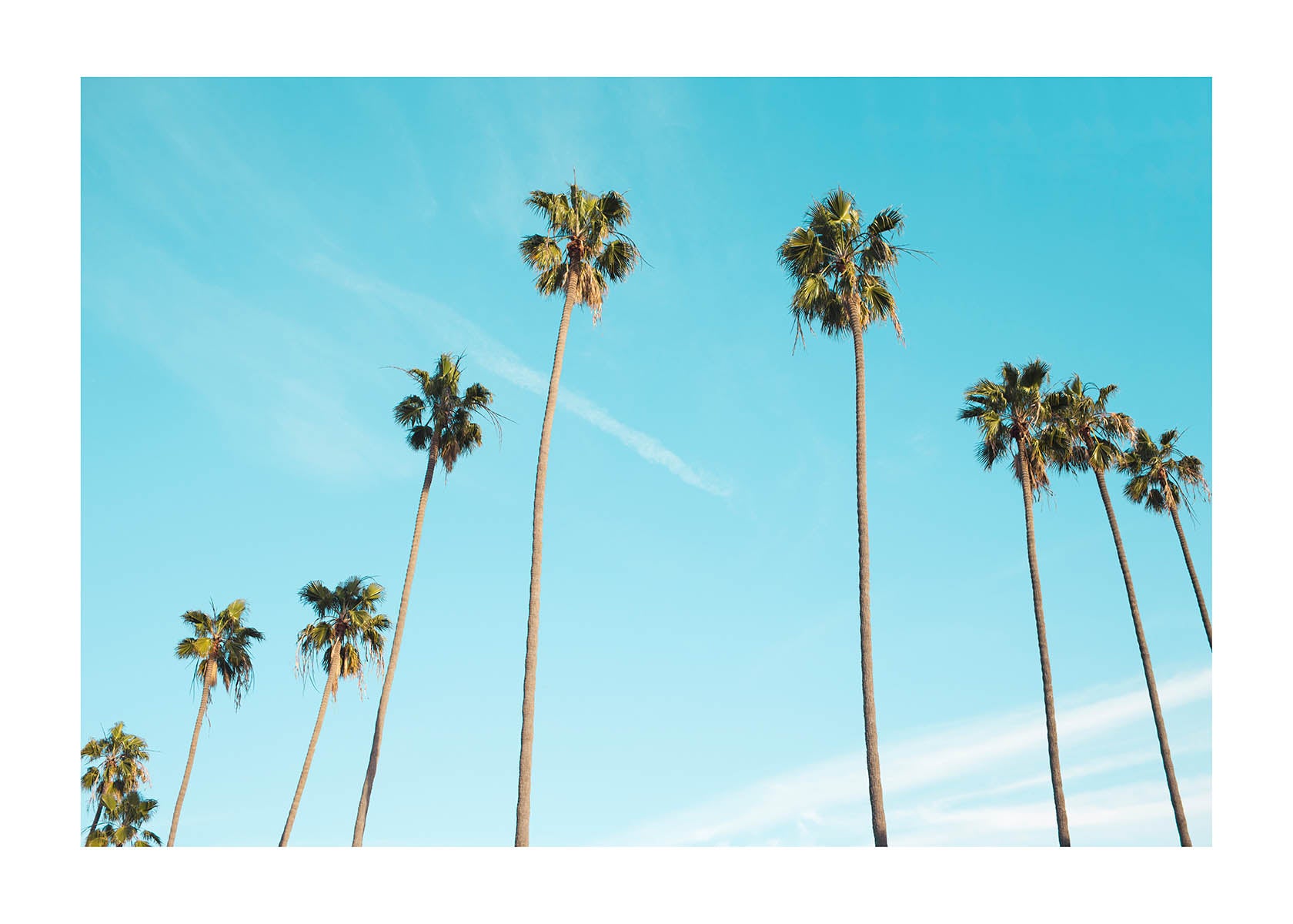 Palm Trees Poster – Poster Wall