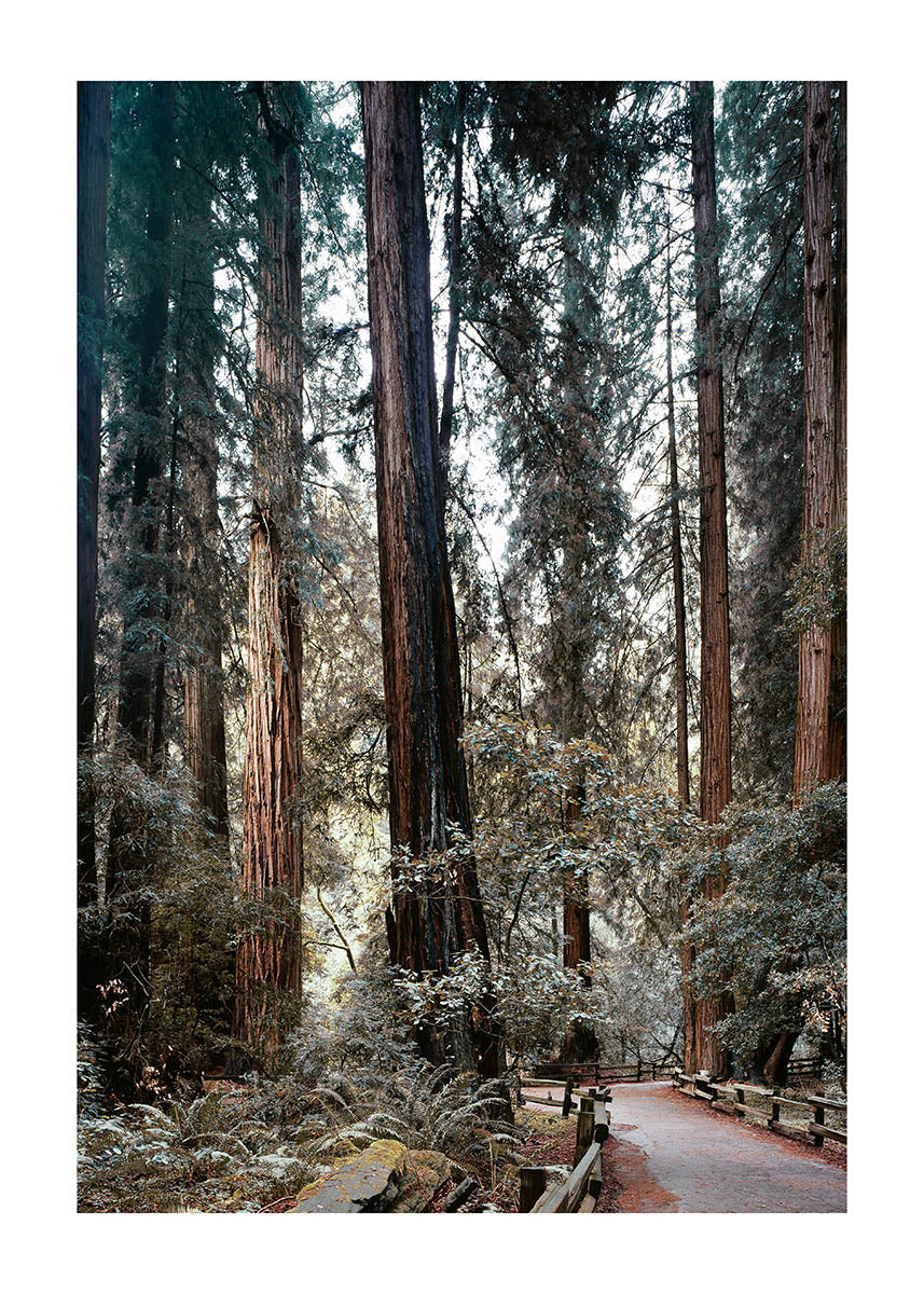 Muir Woods poster